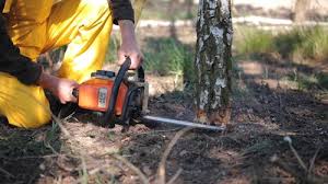 Trusted North Manchester, IN Tree Services Experts